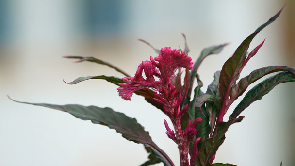 Celosia Plant (Cockscomb Flower) Grow & Care Guide
